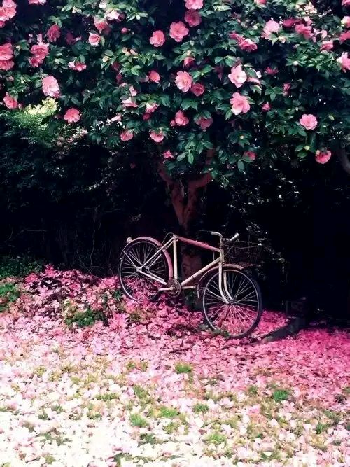 《南城花落》LRC歌词 《南城花落》(王琪)歌词555uuu下载