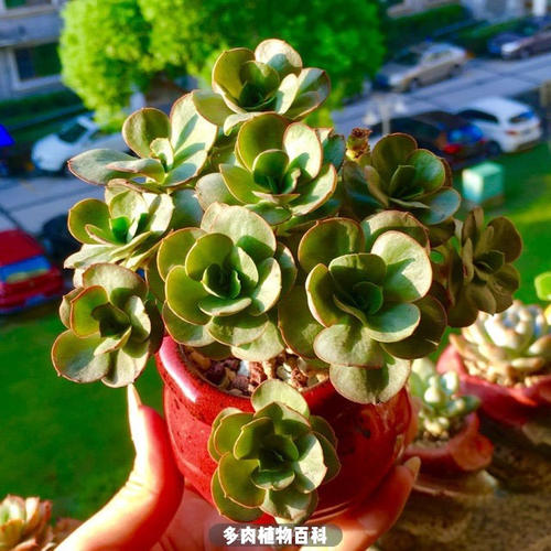 《弱水三千》LRC歌词 《弱水三千》(石头,张晓棠)歌词555uuu下载