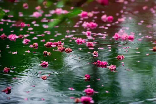 《落花的事》LRC歌词 《落花的事》(娃娃(李烁))歌词555uuu下载
