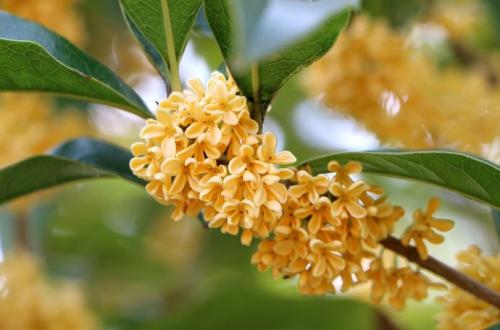 《桂花香》LRC歌词 《桂花香》(张寒)歌词555uuu下载