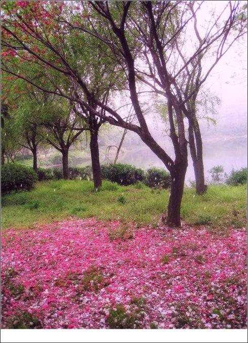 《雨花落》LRC歌词 《雨花落》(春华秋实)歌词555uuu下载