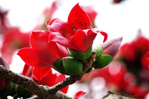 《木棉花赞歌》LRC歌词 《木棉花赞歌》(王梓旭)歌词555uuu下载