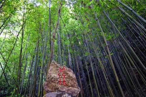 《苦竹林》LRC歌词 《苦竹林》(银临&涵昱)歌词555uuu下载