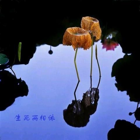 《两相依》(龙飘飘)歌词555uuu下载