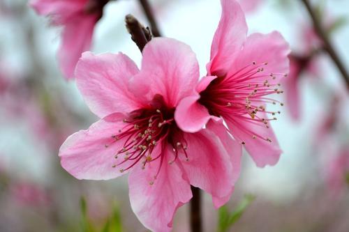 《桃花美 桃花开》LRC歌词 《桃花美 桃花开》(姚知含)歌词555uuu下载