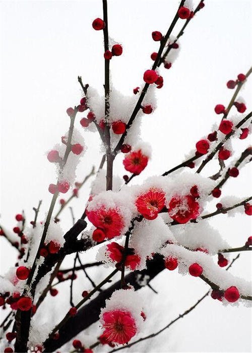 《寒梅煮雪》LRC歌词 《寒梅煮雪》(灰老板&萧忆情)歌词555uuu下载