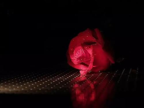《爱的困惑》LRC歌词 《爱的困惑》(徐莹)歌词555uuu下载