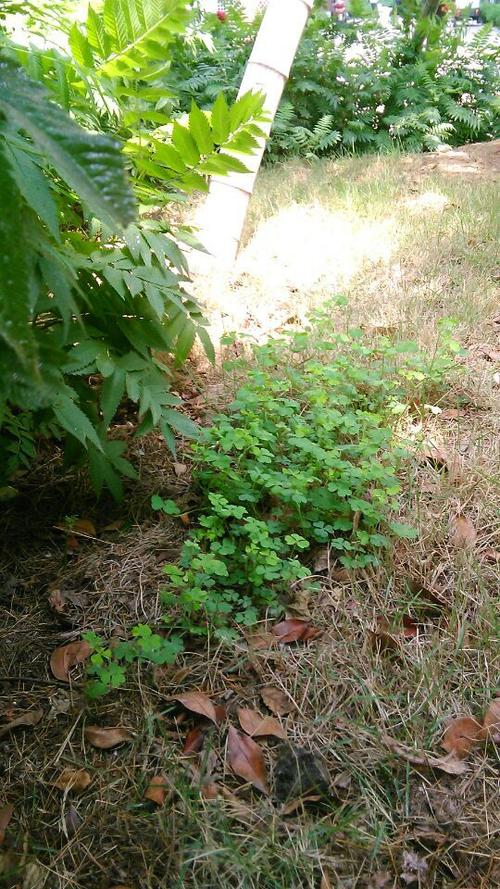 《向阳草》LRC歌词 《向阳草》(欧小豪、佟二乐)歌词555uuu下载