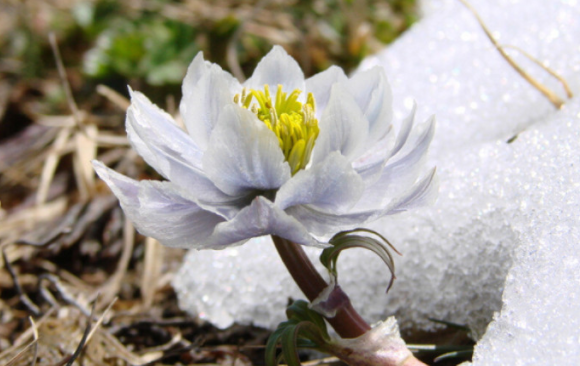《天上雪莲》LRC歌词 《天上雪莲》(马蕊)歌词555uuu下载