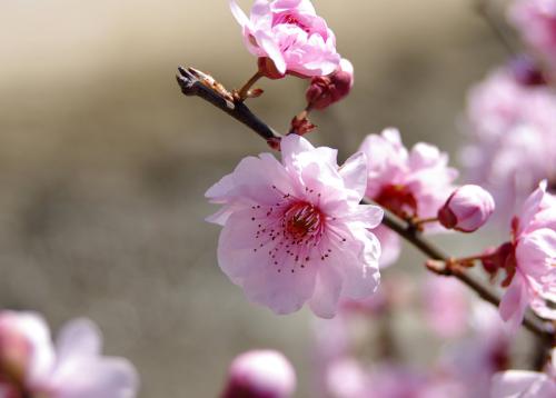 《梅花开》LRC歌词 《梅花开》(崔子格)歌词555uuu下载