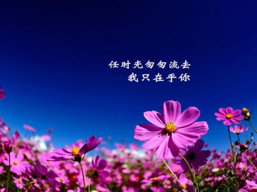 《我只在乎你》LRC歌词 《我只在乎你》(邰正宵)歌词555uuu下载