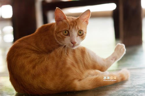 《亲爱的小猫》LRC歌词 《亲爱的小猫》(邓文怡)歌词555uuu下载