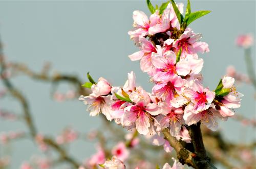 《桃花盛开》LRC歌词 《桃花盛开》(崔伟立)歌词555uuu下载