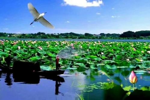 《洪湖水浪打浪》LRC歌词 《洪湖水浪打浪》(李谷一)歌词555uuu下载