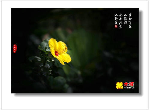 《生如夏花》LRC歌词 《生如夏花》(笑莉)歌词555uuu下载
